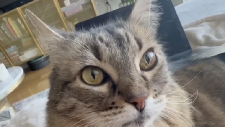 When Furry Jealousy Strikes: Navigating Pet-Laptop Rivalry in Remote Work Settings