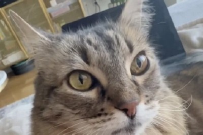 When Furry Jealousy Strikes: Navigating Pet-Laptop Rivalry in Remote Work Settings