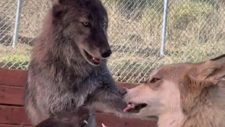 When Wild Wolves Pretend: A Heartwarming Tale of Playful Camaraderie Amidst the Wilderness