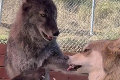 When Wild Wolves Pretend: A Heartwarming Tale of Playful Camaraderie Amidst the Wilderness