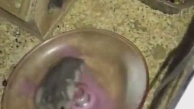 Hilarious Hijinks: Watch a Mouse Get Electric with Its Impromptu Spin Dance! 🐭⚡️😂