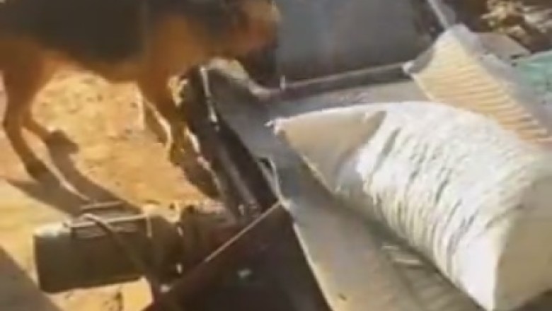Hilarious Working Sheepdog Goes Rogue: Comedy Ensues on the Farm! ππΆπ