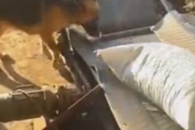 Hilarious Working Sheepdog Goes Rogue: Comedy Ensues on the Farm! 🐑🐶😂