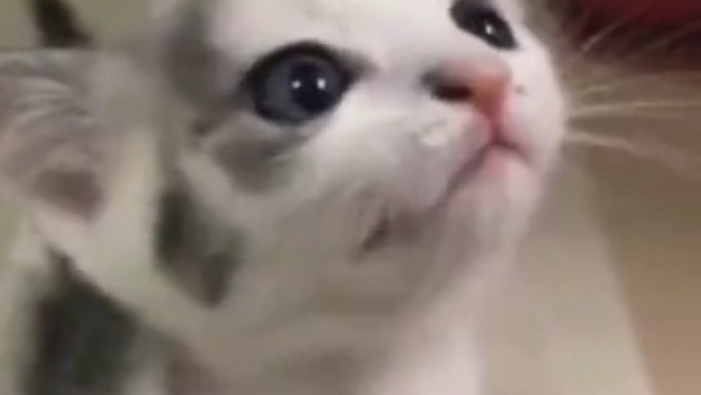 Mesmerizingly Adorable: Watch This Beautiful Kitten Steal Hearts and Spread Cuteness Everywhere!