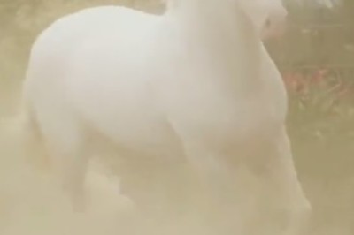 Neigh-saying to Negativity: 🐴✨ Witness the Hilarity as this Nice Horse Brightens Everyone's Day!