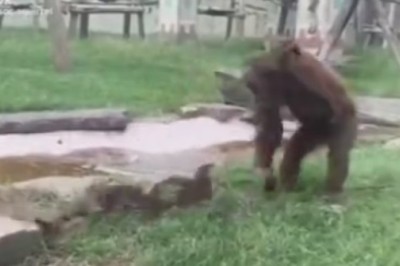 Primal Playtime: Gorilla's Hilarious Encounter with Reptile Sends Internet into Frenzy!