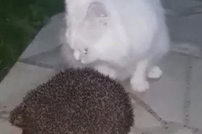 Purr-fect Partners: 🐱❤️🦔 Watch This Adorable Cat Accompany a Hedgehog on Epic Adventures!