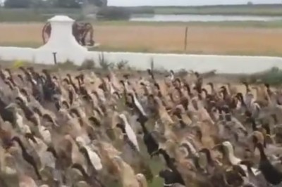 Quack Attack! Chaos Ensues as a Flock of Ducks Take Over the Park! 🦆😂