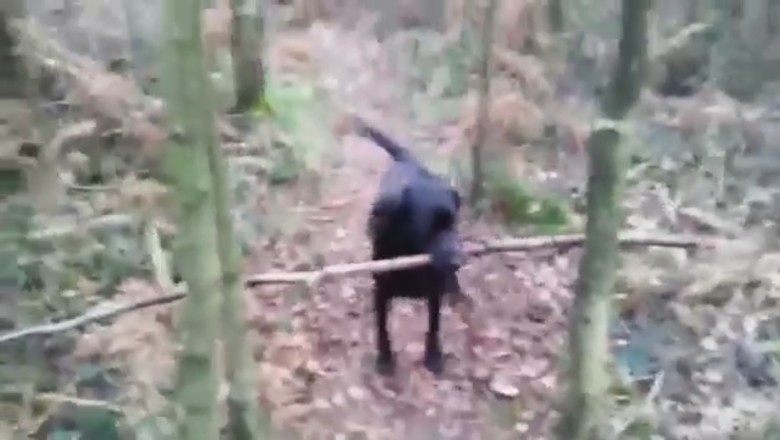 The Lumberjack Pup! ๐ถ๐ฒ Watch This Adorable Dog Become a Firewood-Fetching Pro!