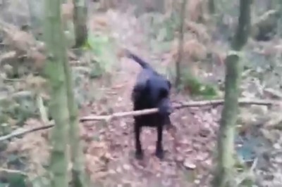 The Lumberjack Pup! 🐶🌲 Watch This Adorable Dog Become a Firewood-Fetching Pro!