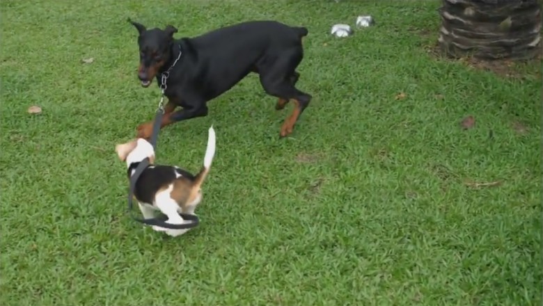 Tiny Dog, Big Attitude: Epic Showdown Between Giant Pup and Mini Sidekick!