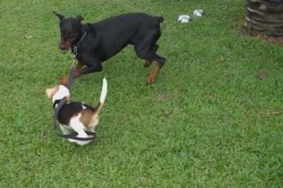 Tiny Dog, Big Attitude: Epic Showdown Between Giant Pup and Mini Sidekick!