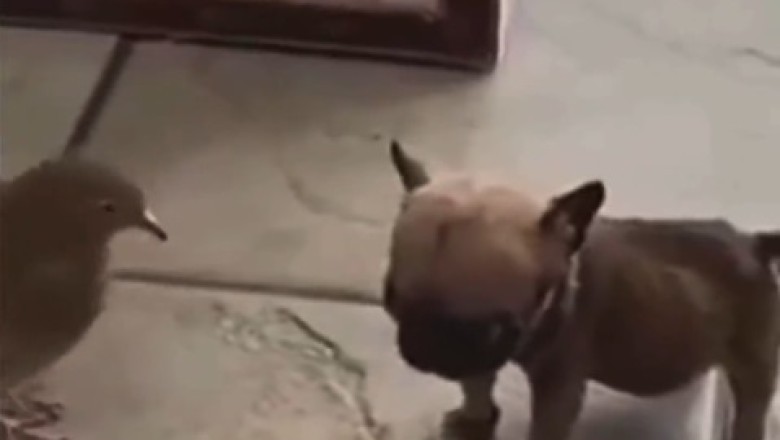 Unlikely BFFs Unleashed: Small Dog and Dove Create Comedy Gold in Adorable Video!