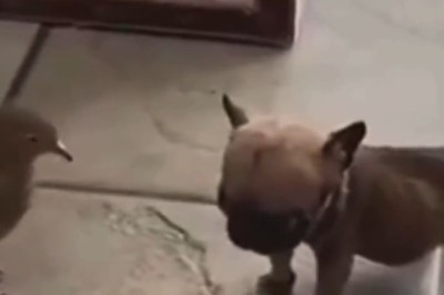 Unlikely BFFs Unleashed: Small Dog and Dove Create Comedy Gold in Adorable Video!