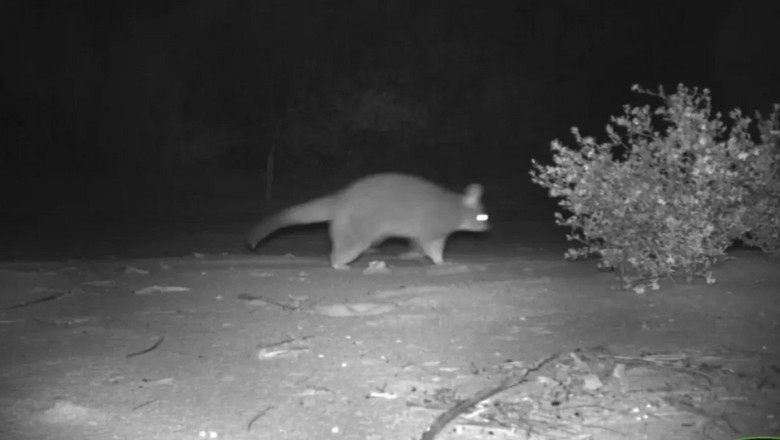 Incredible Discovery: Extinct Kuzu Possum Resurfaces in Australian Nature Reserve After Decades