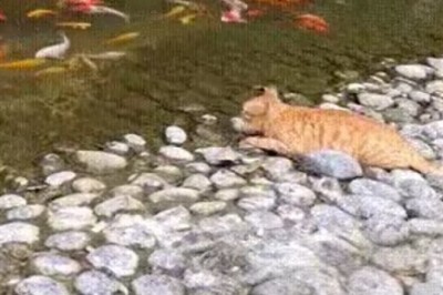 Ninja Cat Goes Fishing: Watch the Hilarious Stealthy Campaign!