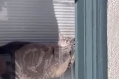 Purr-anormal Activity: Cat’s Hilarious Reaction to Helicopter Sounds Goes Viral!