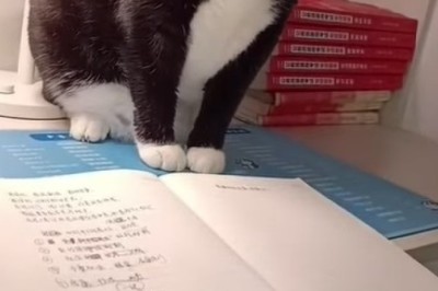 Purr-fectly Studious: Hilarious Cat Tries to Read from a Notebook!