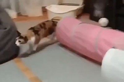 Cat vs. Dog: Hilarious Standoff Leaves Pup Perplexed!