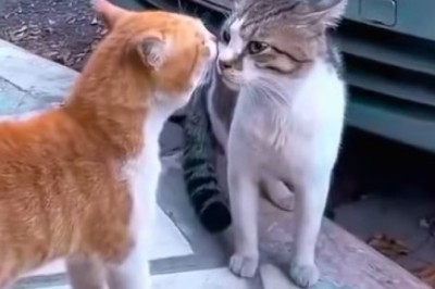 Claws Out! The Ultimate Cat Fight Showdown Will Leave You in Stitches!