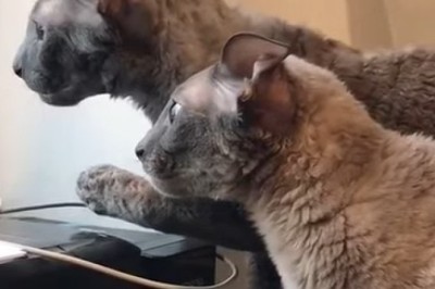 Double Trouble: Watch Two Cats Plotting in Window for Mischief!