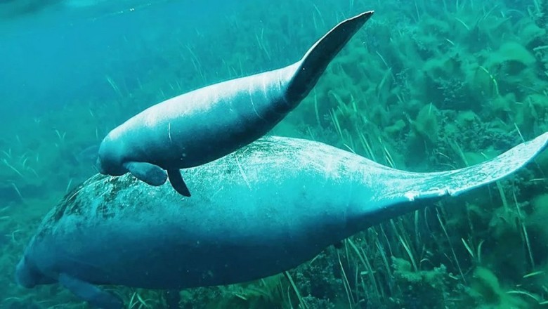 Heartwarming Moment Captured: Manatee Mother's Love for Her Baby