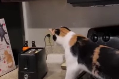 Hilarious Cat Escapes Kitchen in Fear of Mysterious Sound!
