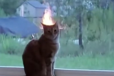 Hilarious Hijinks: The Window-Watching Cat Chronicles!