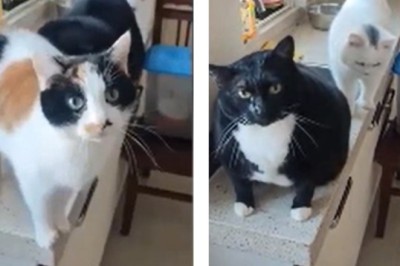 Meow-nificent Betrayal: Watch as a Hungry Cat Pushes Sister Off Table for Treats!