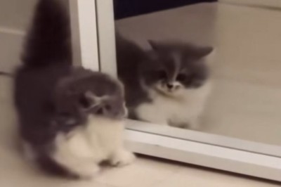 Mirror, Mirror on the Wall: Hilarious Kitten Has Epic Encounter!