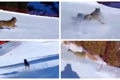 Outrage in the Alps: Skier Chases Wolf Down Slope, Police Launch Manhunt