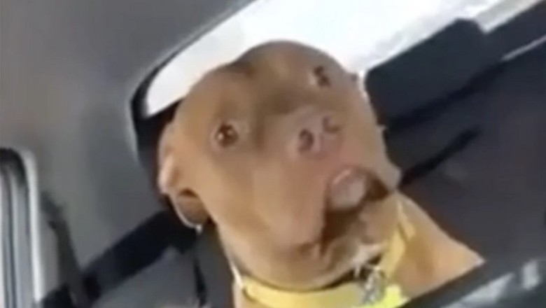 The Dog's Heartbreaking Realization: Journey to the Vet Unfolds Emotions
