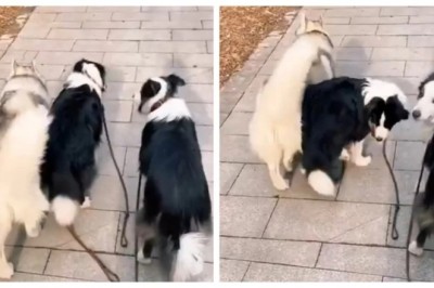 Genius Husky Stuns Owner in Adorable Leash Test