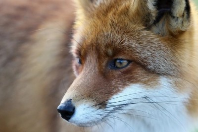 Love Among the Wild: A Glimpse into Samara Zoo's Intriguing Mating Dynamics