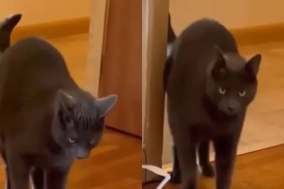 The Audacious Cat: A Tale of Stolen Perfume