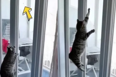 The Fluffy Fly Hunter: A Tale of Grace and Triumph