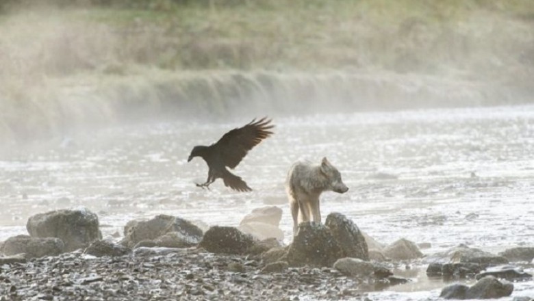 Unraveling the Mystique: Exploring the Enigmatic Coastal Wolves Along the Canadian Shoreline
