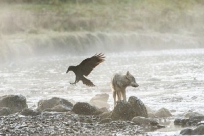 Unraveling the Mystique: Exploring the Enigmatic Coastal Wolves Along the Canadian Shoreline