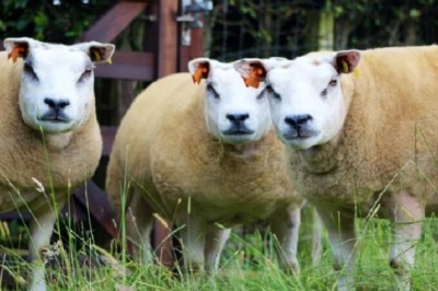 Unveiling the Enigmatic Beltex Sheep: A Fusion of Strength and Utility