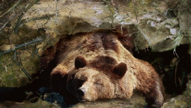Unveiling the Mysteries of Thrombosis Resilience: Insights from Hibernating Bears