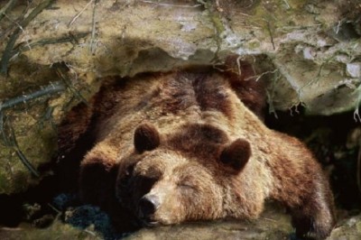 Unveiling the Mysteries of Thrombosis Resilience: Insights from Hibernating Bears