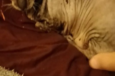 Cat-astrophic Comedy: Cat's Epic Battle with Sleep!