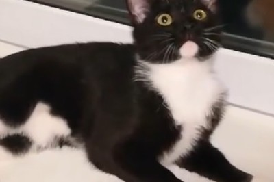 Cat-letes Unleashed: Hilarious Compilation of an Active Cat's Crazy Adventures!