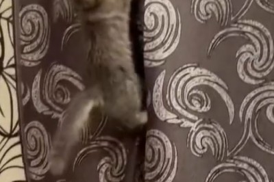 Claws and Curtains: The Epic Saga of a Cat Conquering the Window Curtain!