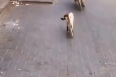 Furry Feud: Epic Street Showdown Between Dog and Cat Goes Viral!