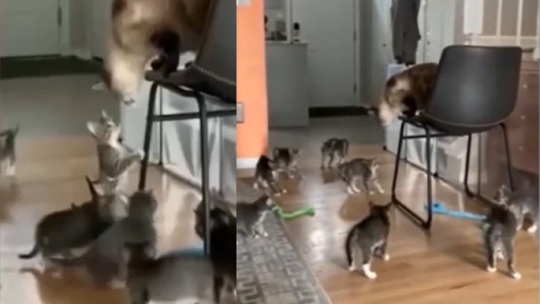 Mom Cat Goes Viral with Tough Parenting Skills - Watch How She Handles Her Playful Kittens!