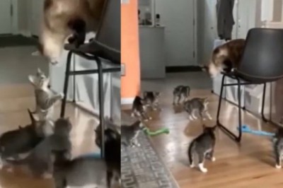 Mom Cat Goes Viral with Tough Parenting Skills - Watch How She Handles Her Playful Kittens!