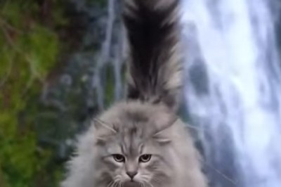 Paws & Bridges: The Epic Quest of a Cat Crossing a Bridge!