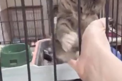 Pawsitively Hilarious: Cat's Paw-shake Gone Wild with a Human!