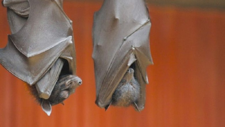The Fascinating Mystery of Why Bats Hang Upside Down